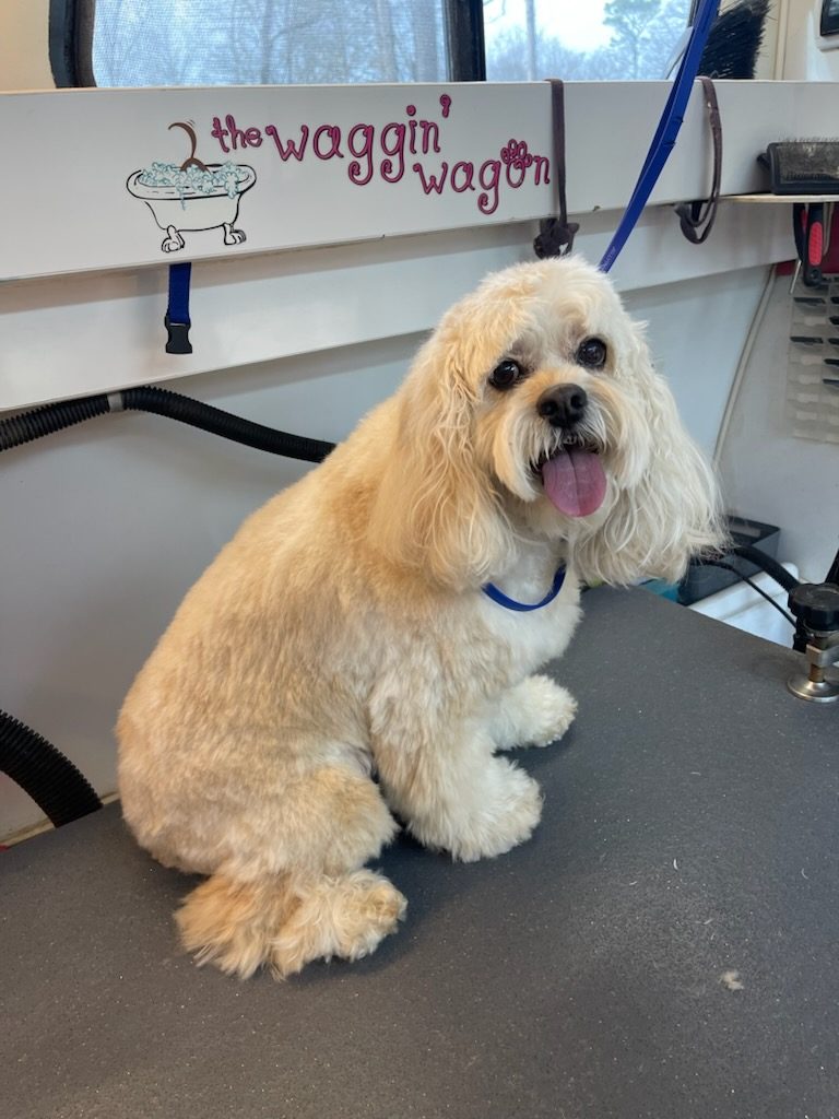 Freshly groomed cocker spaniel on the grooming table
