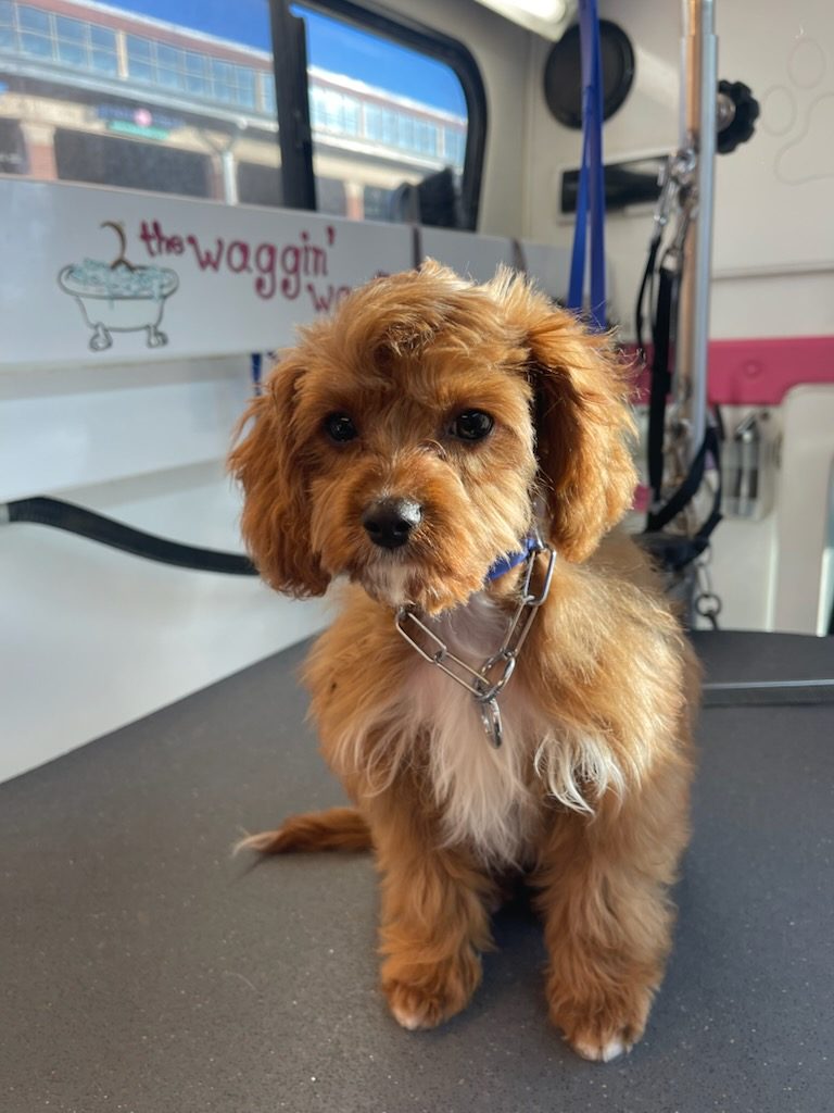 Groomed puppy in The Waggin’ Wagon van