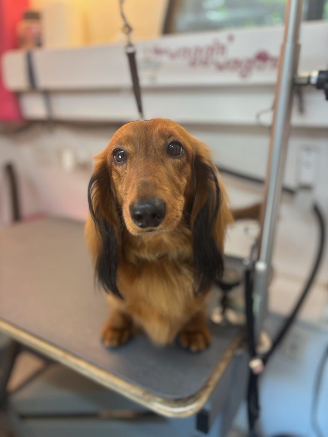 Long-haired dachshund in the van