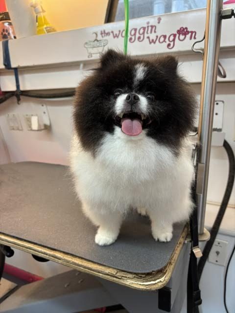 Black and white fluffy dog after grooming