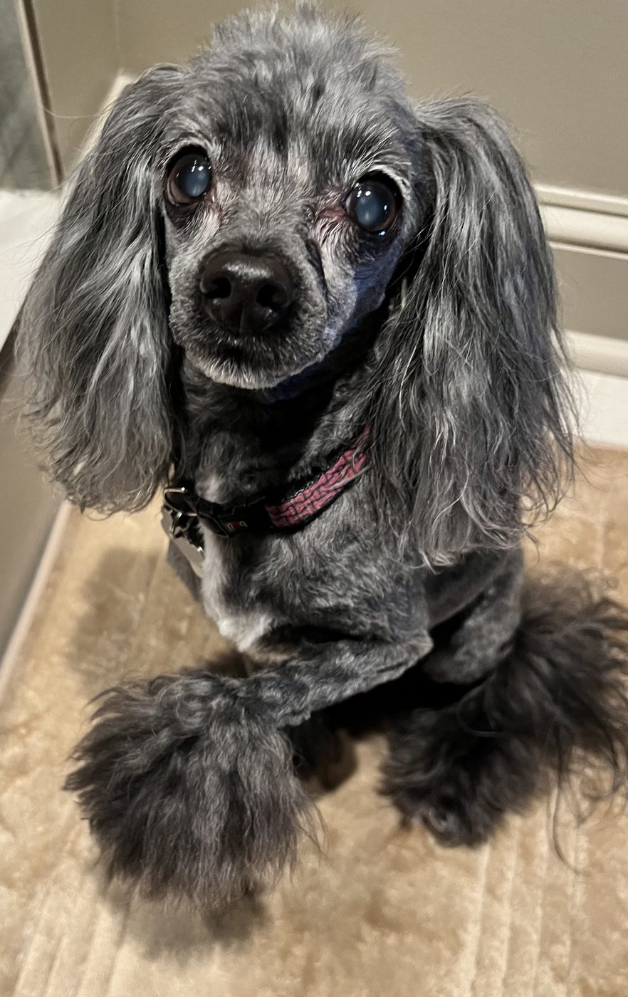 Gray spaniel with a fresh trim