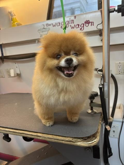 Smiling Pomeranian after a groom