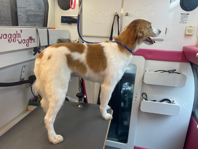 Spaniel standing on the grooming table